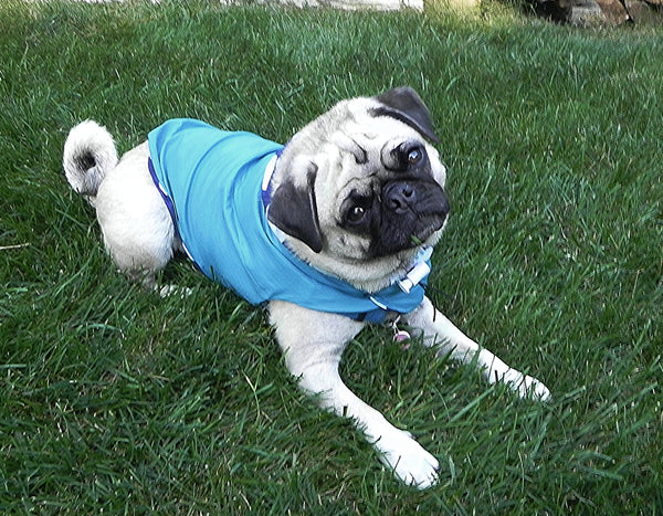 Raincoats for Pugs: Tropical Rain Hoodie Turquoise