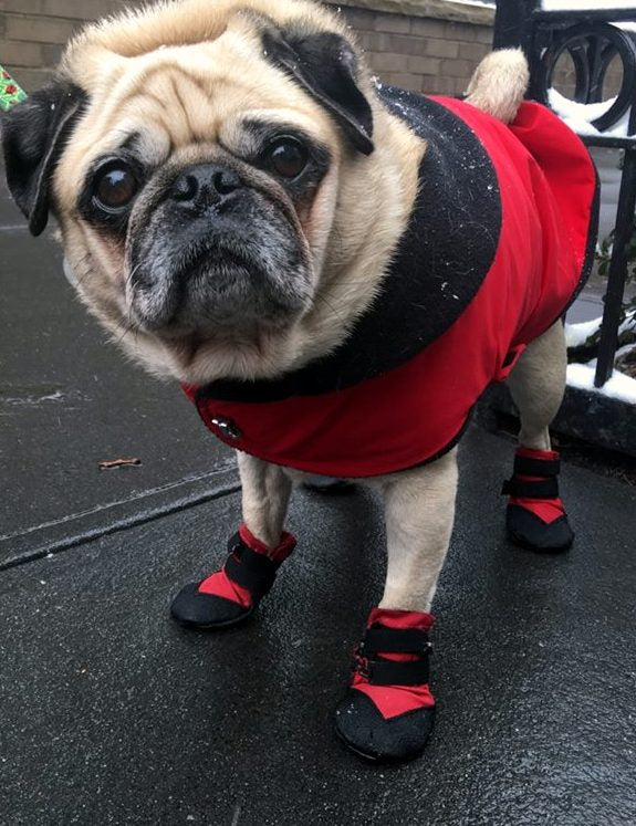 Pug dog shoes clearance