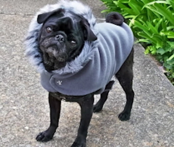 Cold Climate Coat: Luxury Polar Pup
