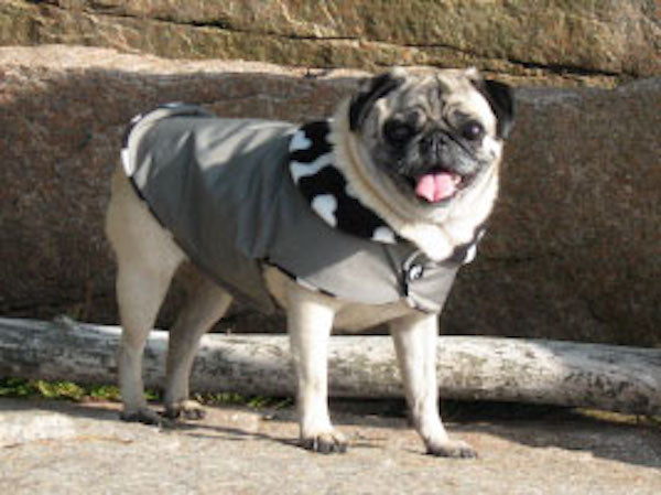 Rain Gear for Pugs: Seattle Gray Day Buster