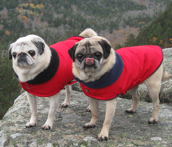 Winter Clothes for Pugs: X-Treme Red Ski Jacket