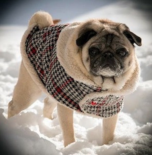 Wool Clothes for Pugs Lads Lassies Wool Coat