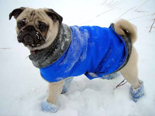 Winter Clothes for Pugs: X-treme Cobalt Blue Ski Jacket