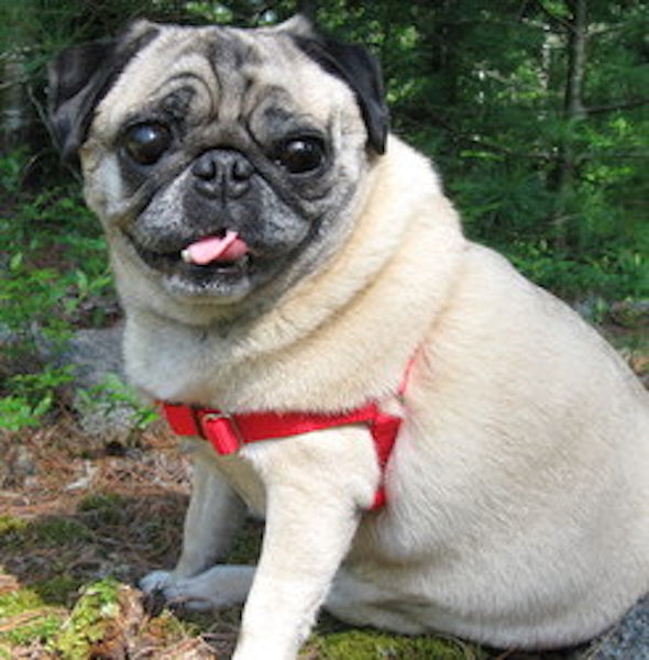 Front Leash Attachment Harnesses: SENSE-ible Harness